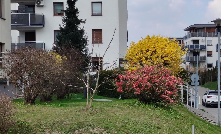 mieszkanie na wynajem - Gliwice